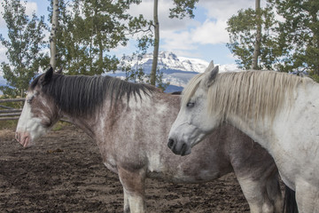 two Wyoming ranch horses standing in corral, snow on mountains