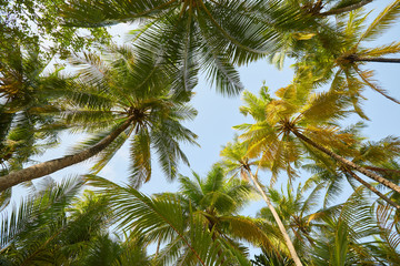 Fototapeta na wymiar Coconut palm trees perspective view on exotical tropical island