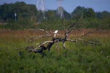 Heron at summer landscape
