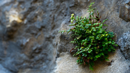 background texture sandstone beautiful stones.