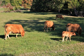 Vaches Limousines en pâture.