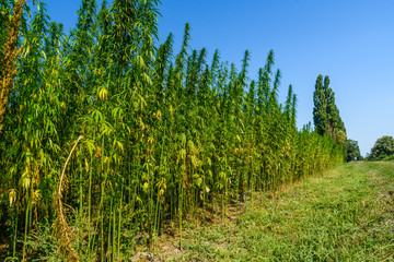 Field of the medical cannabis plant on summer