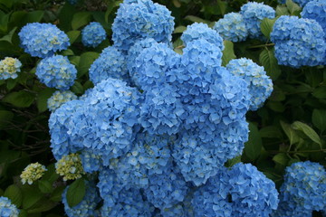 blue hydrangea
