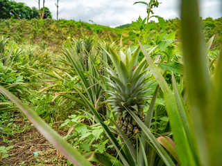 Obraz premium OLYMPUS DIGITAL CAMERA