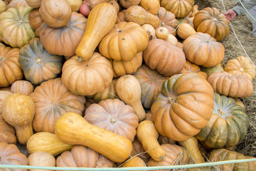 Many pumpkins on hay at the farmers market. Hand of a customer. Thanksgiving Day and harvesting concept