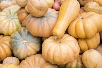 Background filled with different pumpkins. Autumn outdoor decoration