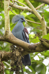Victoria Crowned-pigeon - Goura victoria, beautiful crowned pidgeon from Papua New Guinea forests and woodlands.