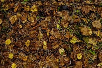Autumn forest scenery with rays of warm light illumining the gold foliage and a footpath leading into the scene, nature