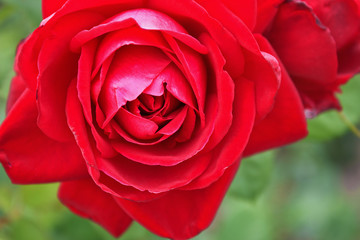 One red rose closeupAgainst the background of greenery