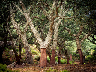 Fototapeta premium cork oaks in the andalusian countryside. 