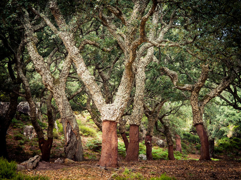 Fototapeta cork oaks in the andalusian countryside. "Parque de los alcornocales", Algeciras, Andalusia, Spain, Europe