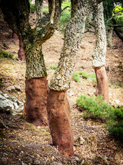 cork oaks in the andalusian countryside. 