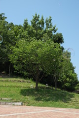 シャボン玉　景色