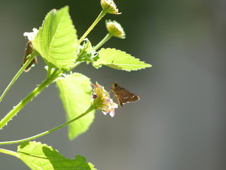 花の蜜を吸う蝶