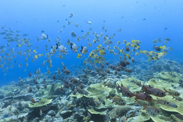 Naklejka na ściany i meble Palau Diving - A group of fish swimming towards the stream