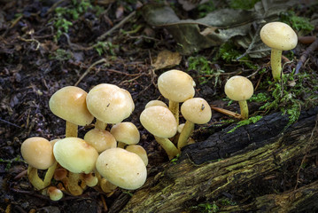 Woodland fungi mushrooms which are often called a toadstalls