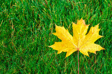 one yellow maple leaf on green grass