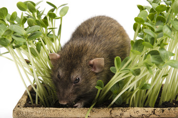 Rat and young sprouts of watermelon in a clay pot.