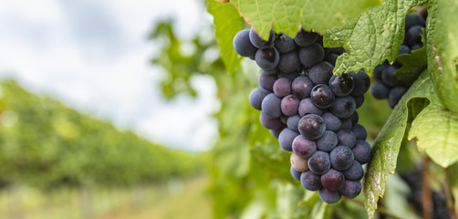 blue grapes in green vineyard