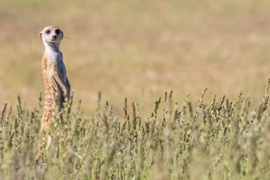 Botswana, Kgalagadi Transfrontier Park, Kalahari, Meerkat watching, Suricata suricatta
