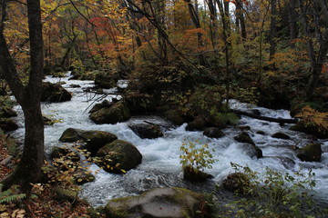 奥入瀬渓流