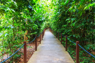 Pathway At Singapore Botanic Gardens