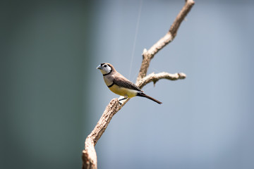 bird