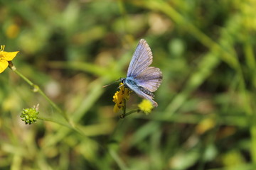 butterfly on a flower