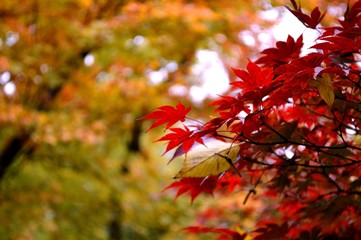 紅葉