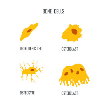 bone cells osteon vector illustration flat style
