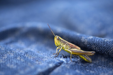 Close up of one grasshopper insect on a blue textile material