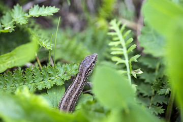 Little lizard reptile in green grass -