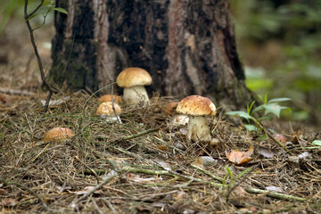 Beautiful fresh edible mushrooms, porcini mushrooms in the woods. Family of Boletus Porcini mushroom surrounded by plants is on a forest floor