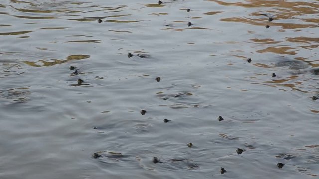 Small turtles swim in the water