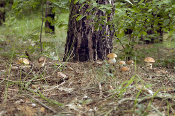 Naklejka na ściany i meble Beautiful fresh edible mushrooms, porcini mushrooms in the woods. Family of Boletus Porcini mushroom surrounded by plants is on a forest floor