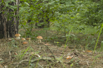 Beautiful fresh edible mushrooms, porcini mushrooms in the woods. Family of Boletus Porcini mushroom surrounded by plants is on a forest floor