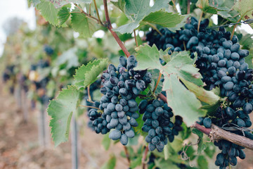 Fototapeta premium Nature background with vineyard in autumn harvest. Juicy bunches of grapes on a grape plantation