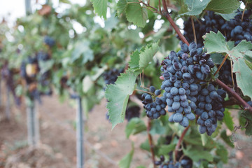 Fototapeta premium Nature background with vineyard in autumn harvest. Juicy bunches of grapes on a grape plantation