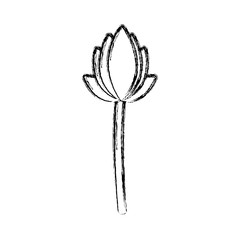 decorative flower lotus natural floral