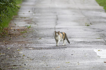 A tabby domestic cat walking at a wet street