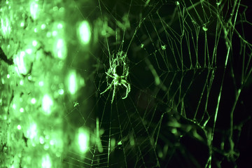 eerie spider in green light to halloween 