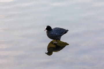 Bird on stone in lake