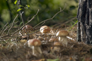 Beautiful fresh edible mushrooms, porcini mushrooms in the woods. Family of Boletus Porcini mushroom surrounded by plants is on a forest floor
