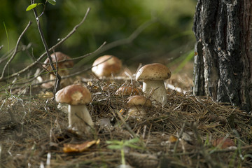 Beautiful fresh edible mushrooms, porcini mushrooms in the woods. Family of Boletus Porcini mushroom surrounded by plants is on a forest floor