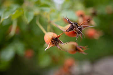 Bacche arancioni di rosa canina
