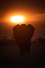 African elephant in grass silhouetted at sunset