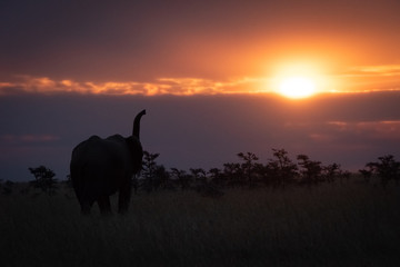 African elephant silhouetted at sunset lifting trunk