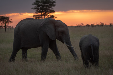 African elephant walks towards calf at sunset