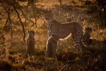 Backlit cheetah guarding three cubs at sunset