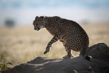 Fototapeta na wymiar Backlit cheetah lifts paw on termite mound